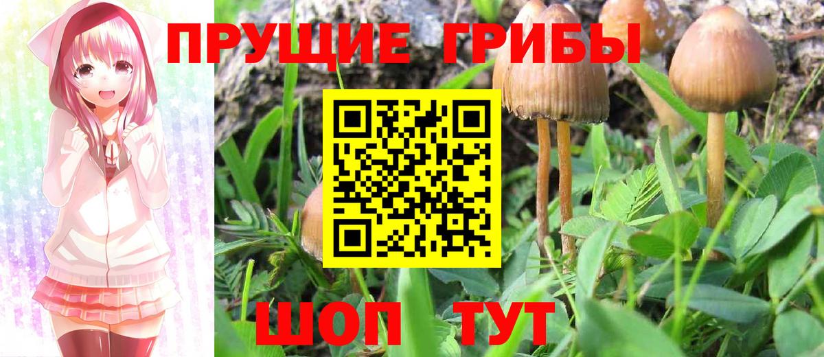 Псилоцибиновые грибы Psilocybe Красноярск